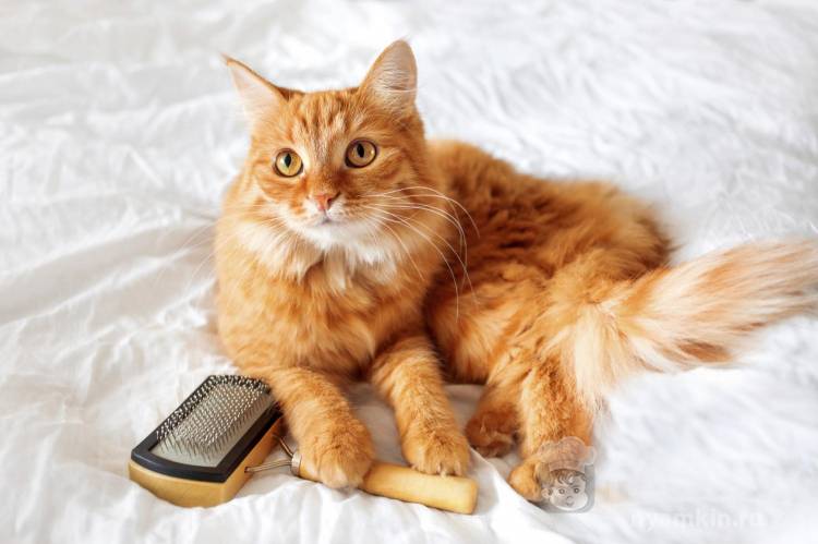 Чем можно вычесывать шерсть у кошки: силиконовая перчатка, пуходерка или фурминатор