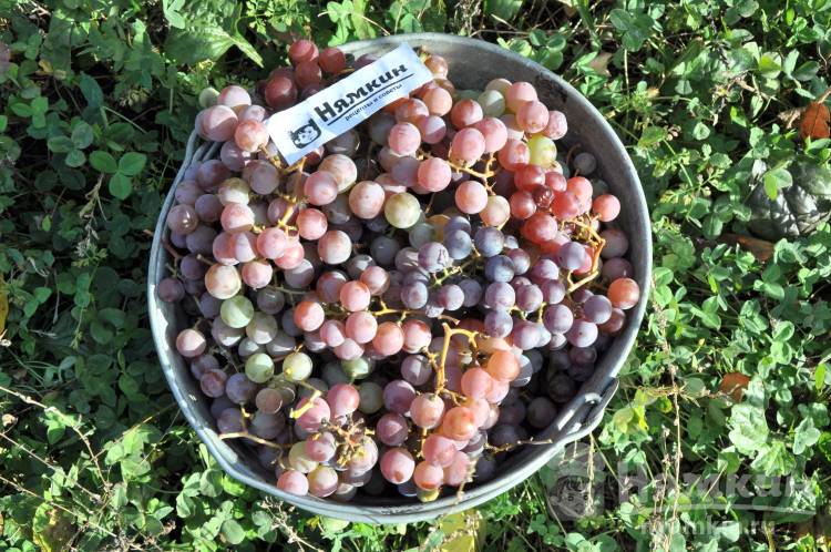 Вино из винограда Лидия: особенности изготовления
