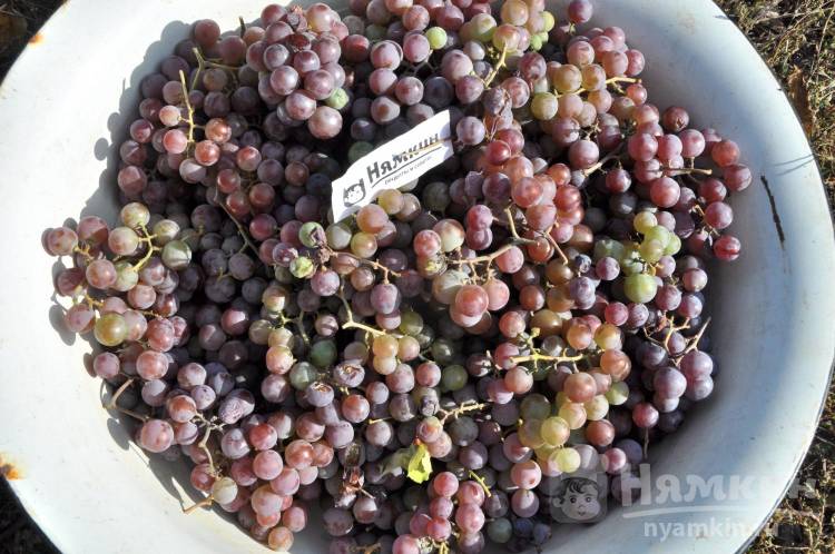 14 рецептов домашнего вина из винограда