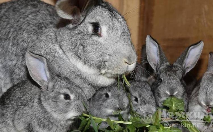 Кролики мясных пород: как выбрать и ухаживать
