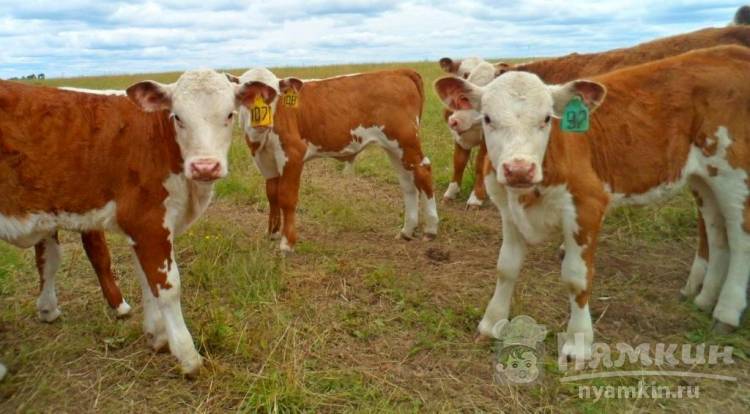 Деревенские лайфхаки: Как откормить бычков на мясо за короткое время